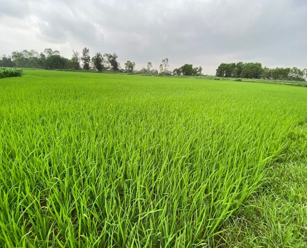 OptiRice: Rice Demo Plots - ReXil Asia