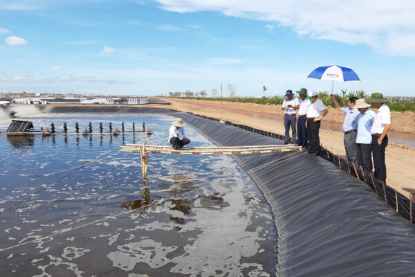 6 tips to improve pond bottom quality in shrimp farms - ReXil Asia